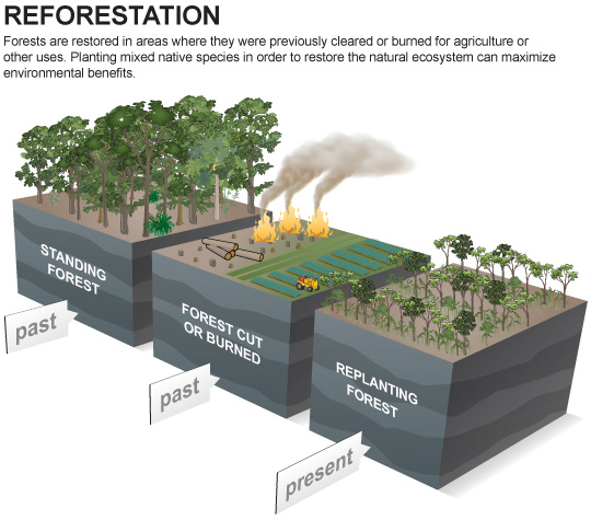 reforestation